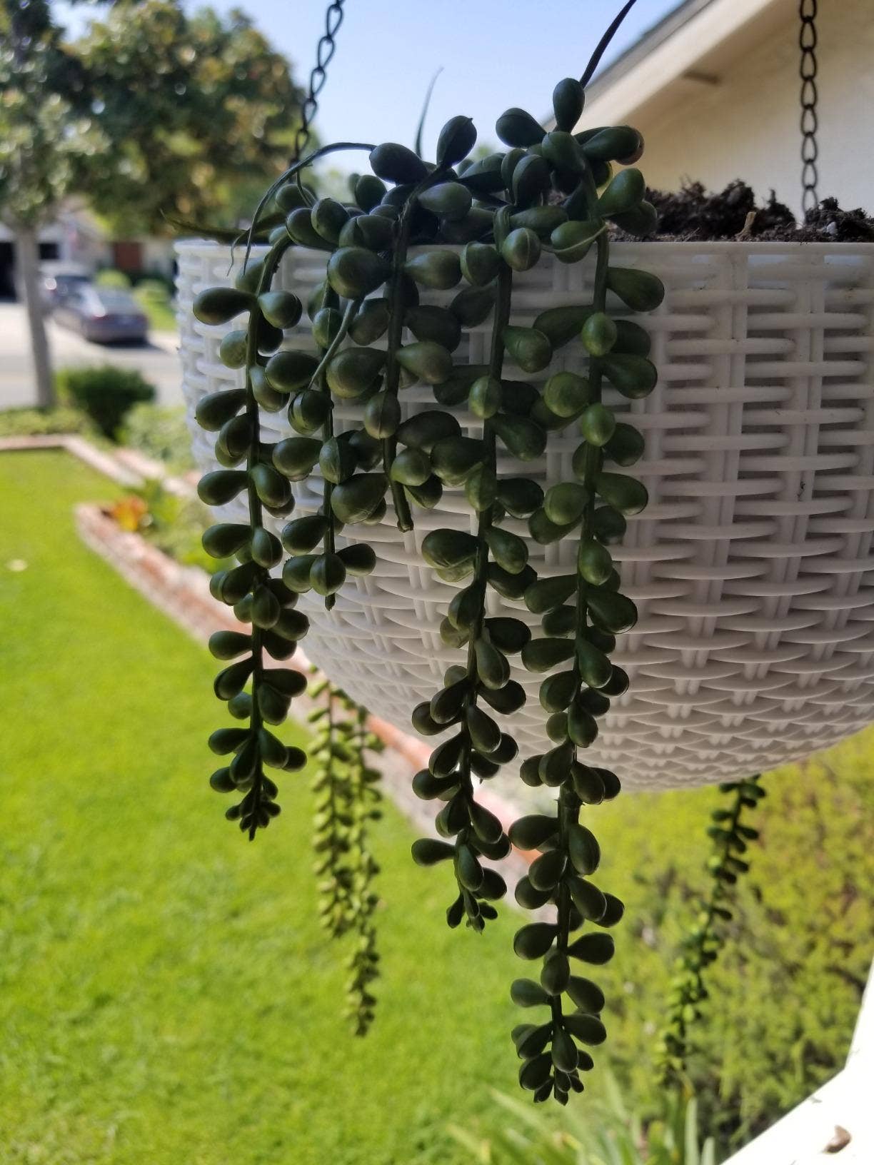 Succulents Soft Touch Faux String of Pearls Plant - Hanging Artificial Succulents for Home Decor & Indoor Garden