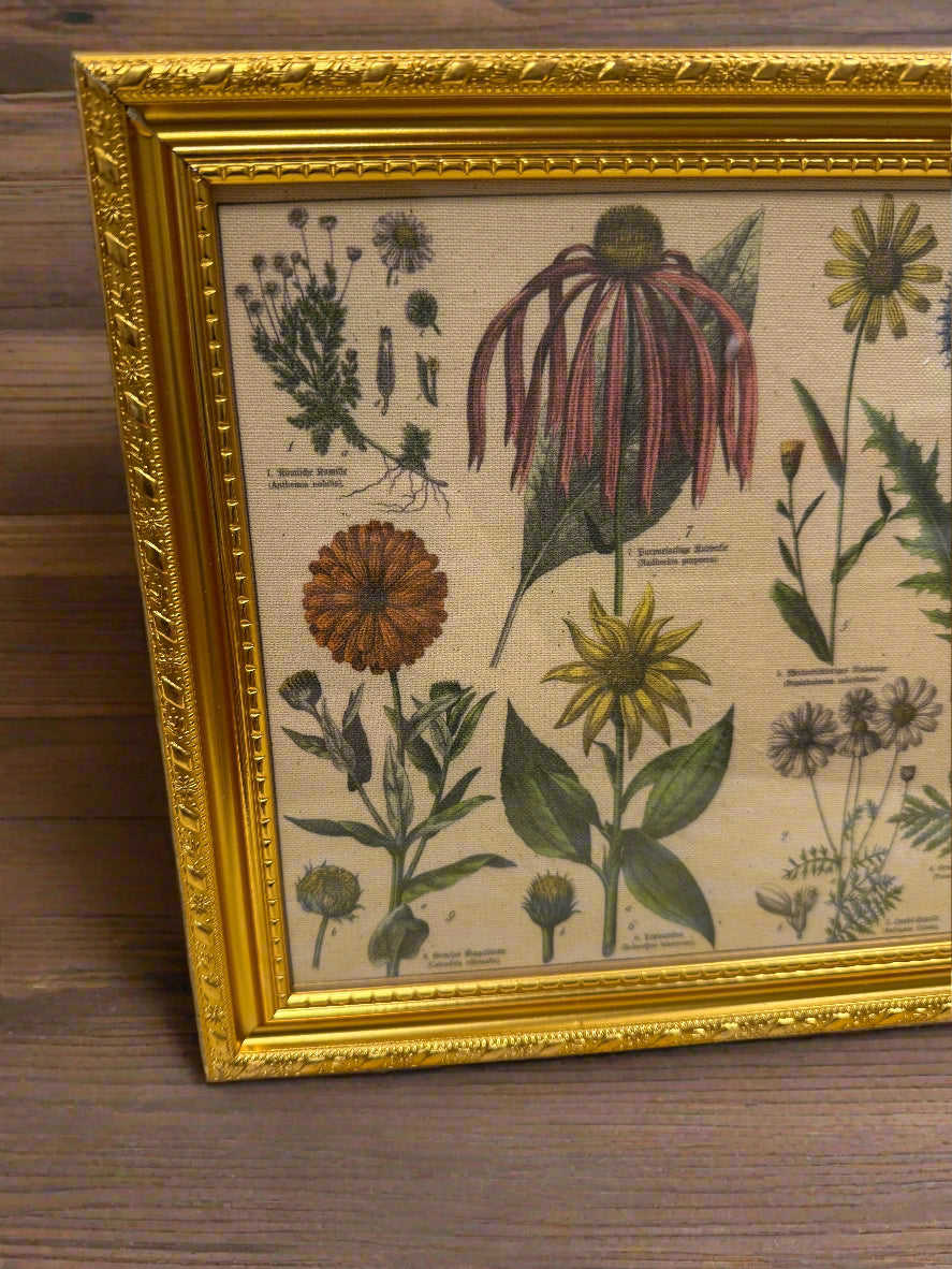 Antique Botanical Lithographs