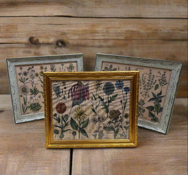 Antique Botanical Lithographs