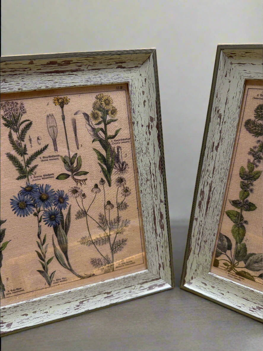Antique Botanical Lithographs