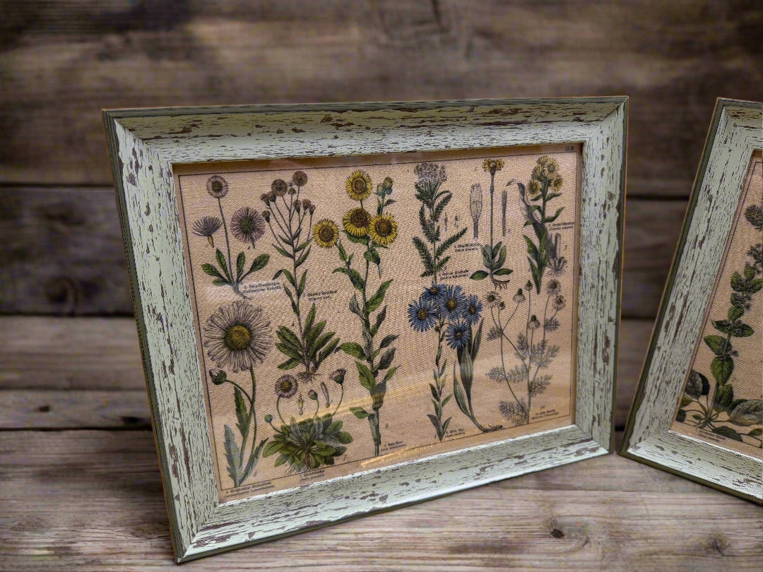 Antique Botanical Lithographs