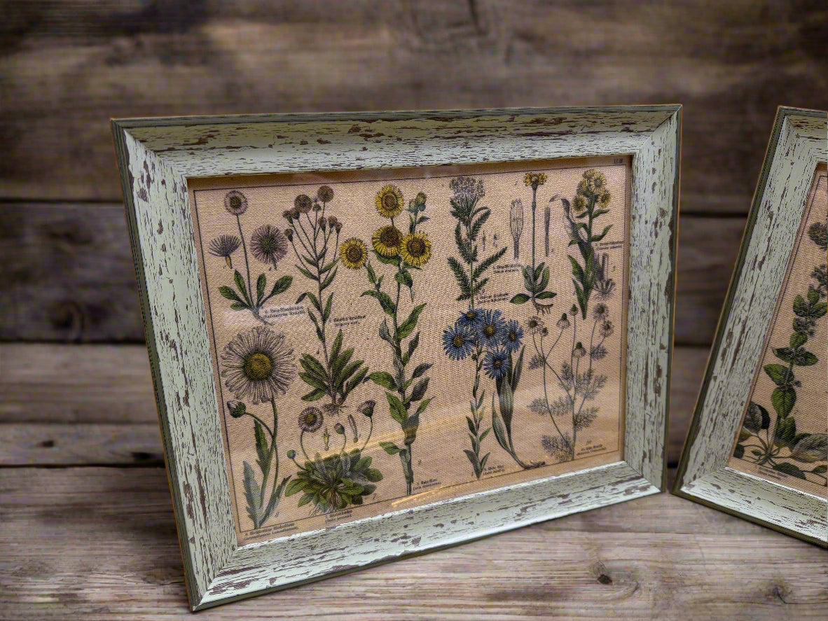 Antique Botanical Lithographs