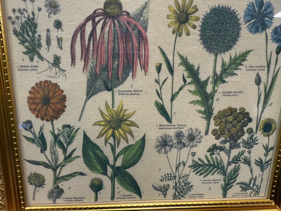 Antique Botanical Lithographs