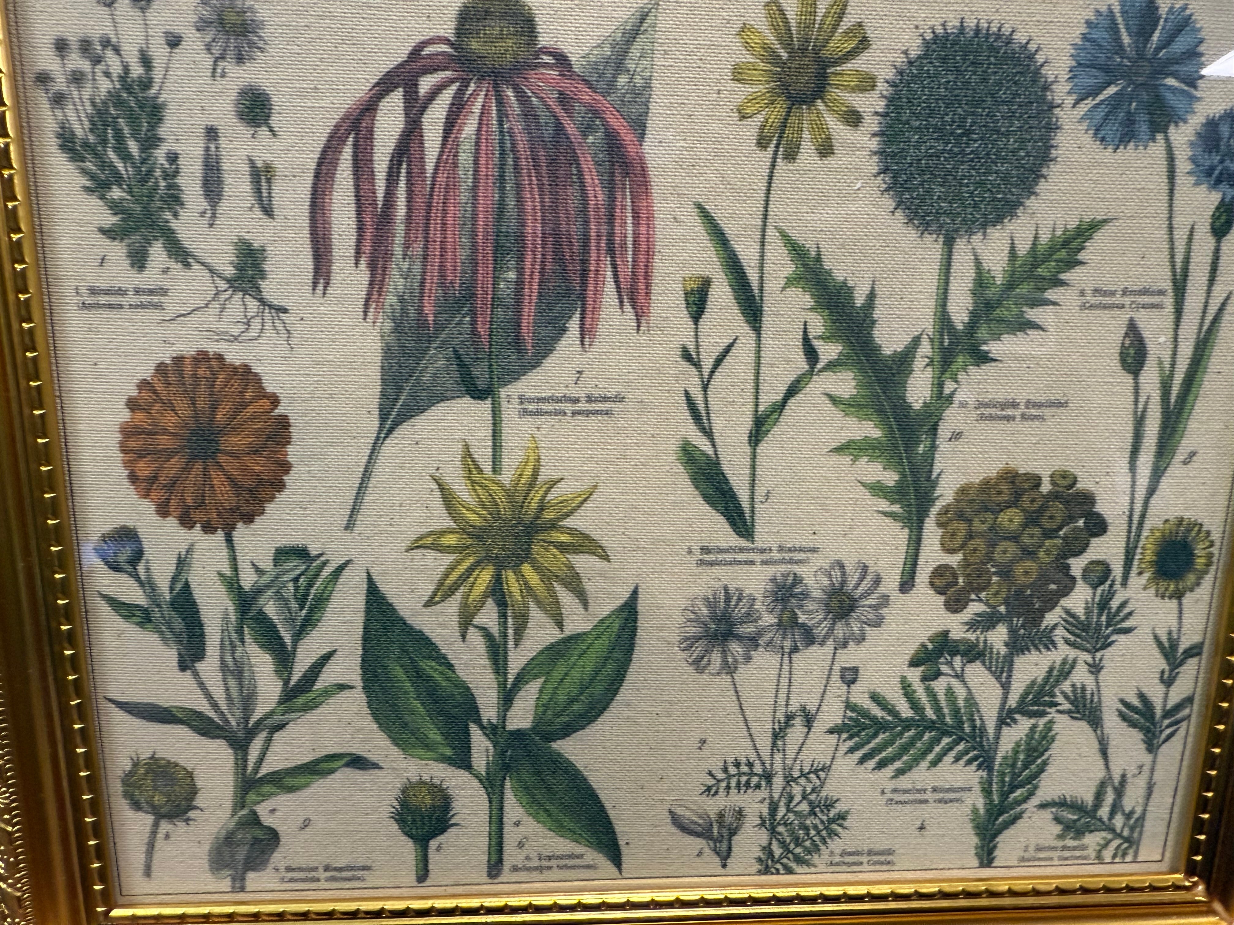 Antique Botanical Lithographs