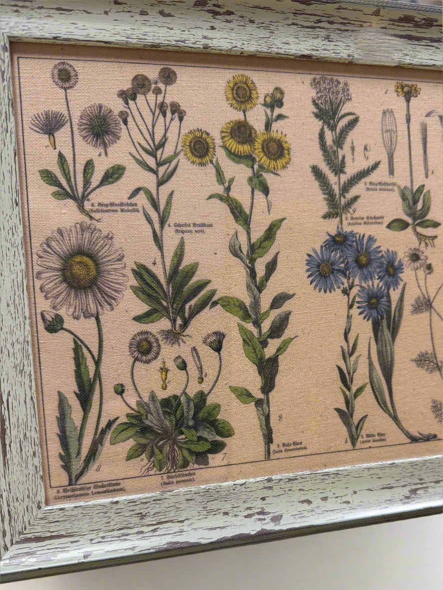 Antique Botanical Lithographs