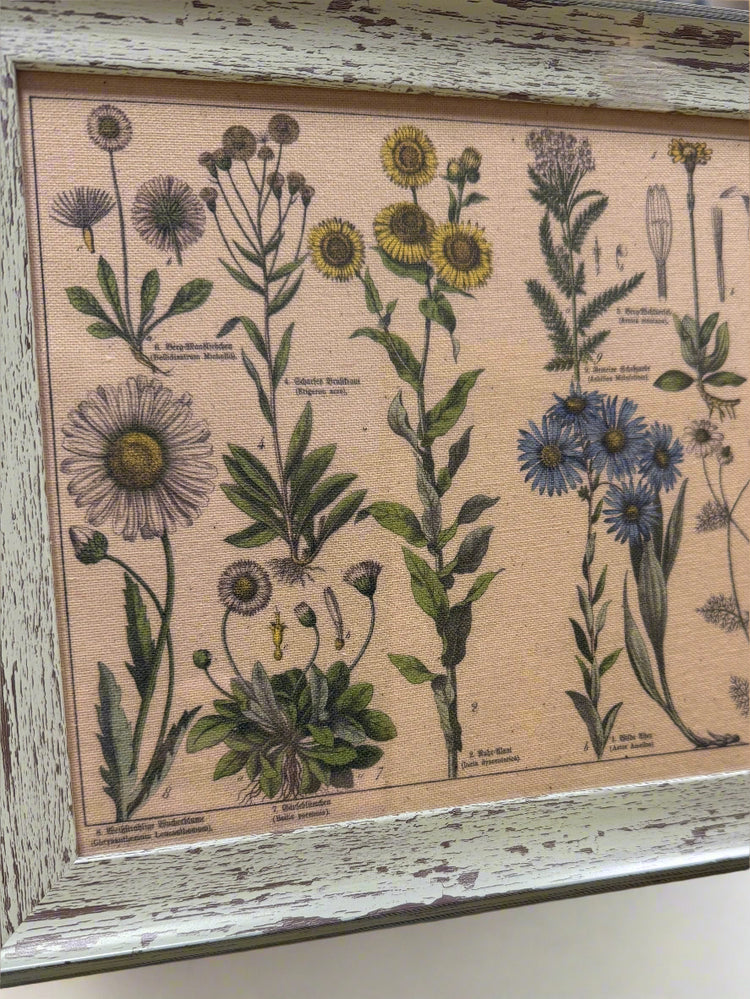 Antique Botanical Lithographs