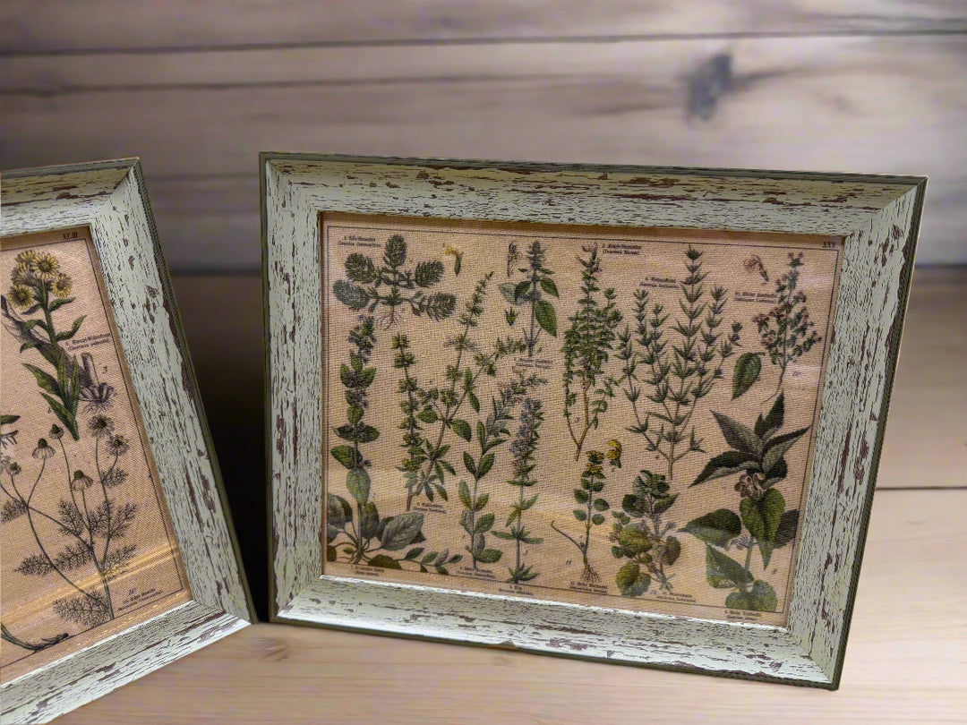 Antique Botanical Lithographs