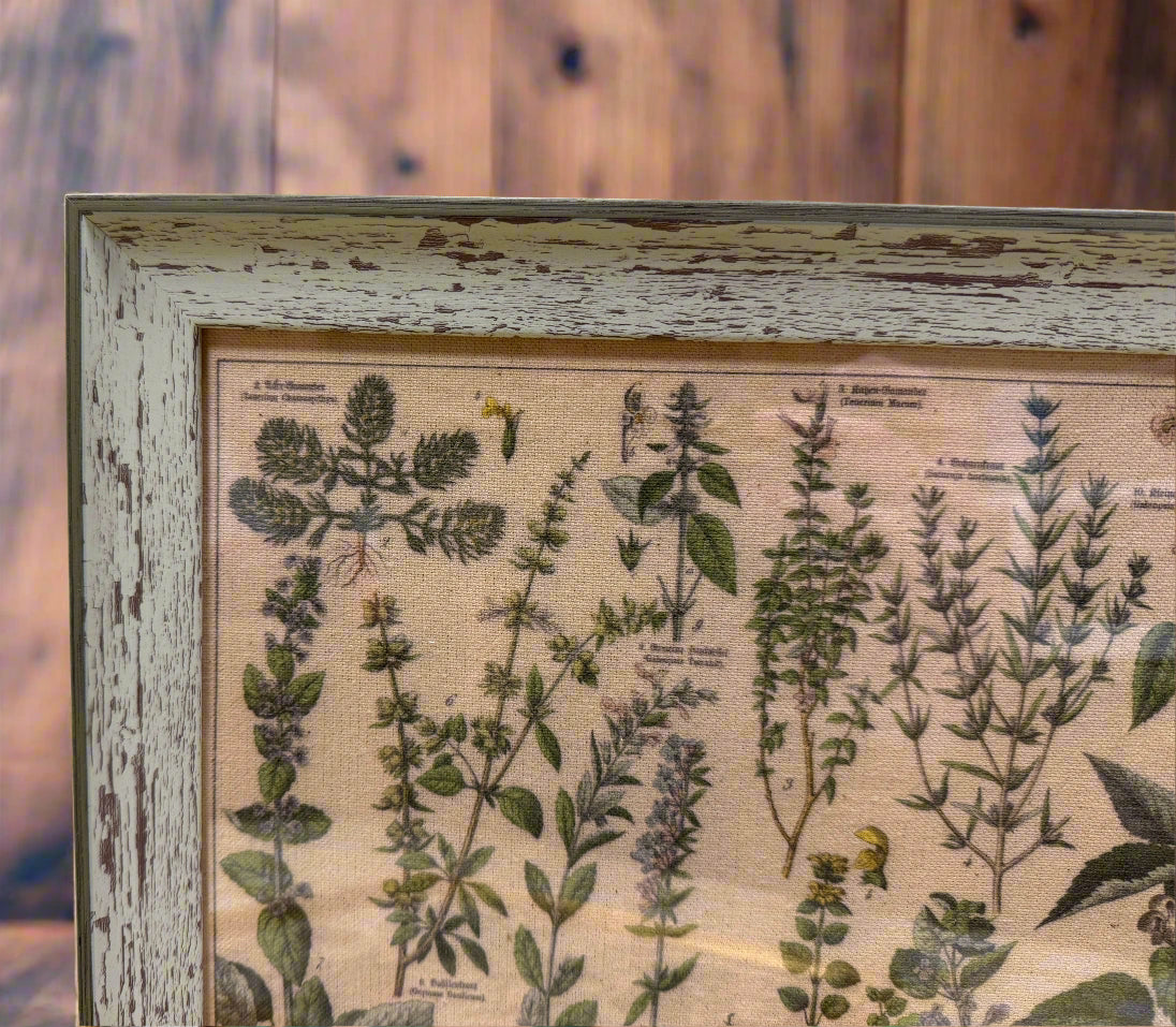 Antique Botanical Lithographs