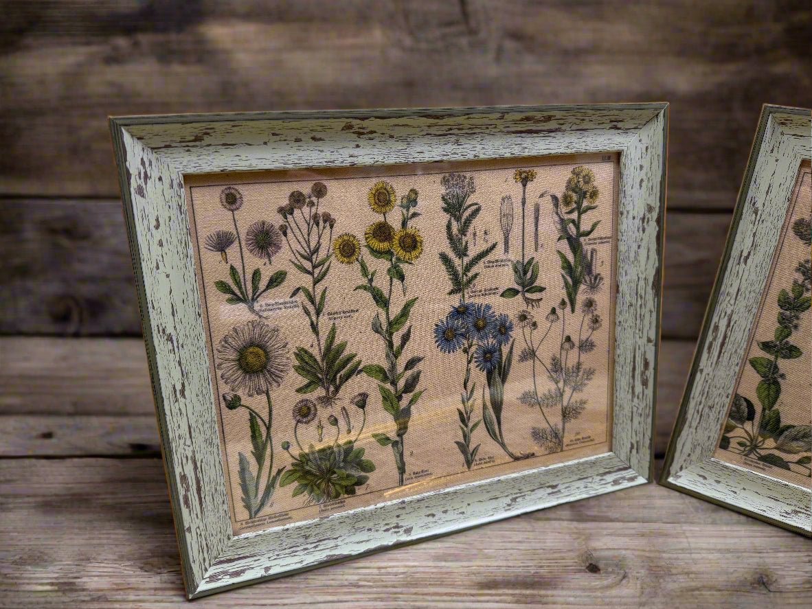 Antique Botanical Lithographs - Nifty Decor & More