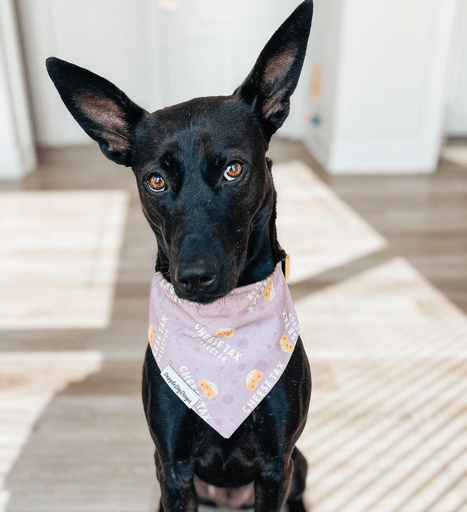 Cheese Tax Collector Bandana - Everyday Dog Over the Collar Bandana - Nifty Decor & More