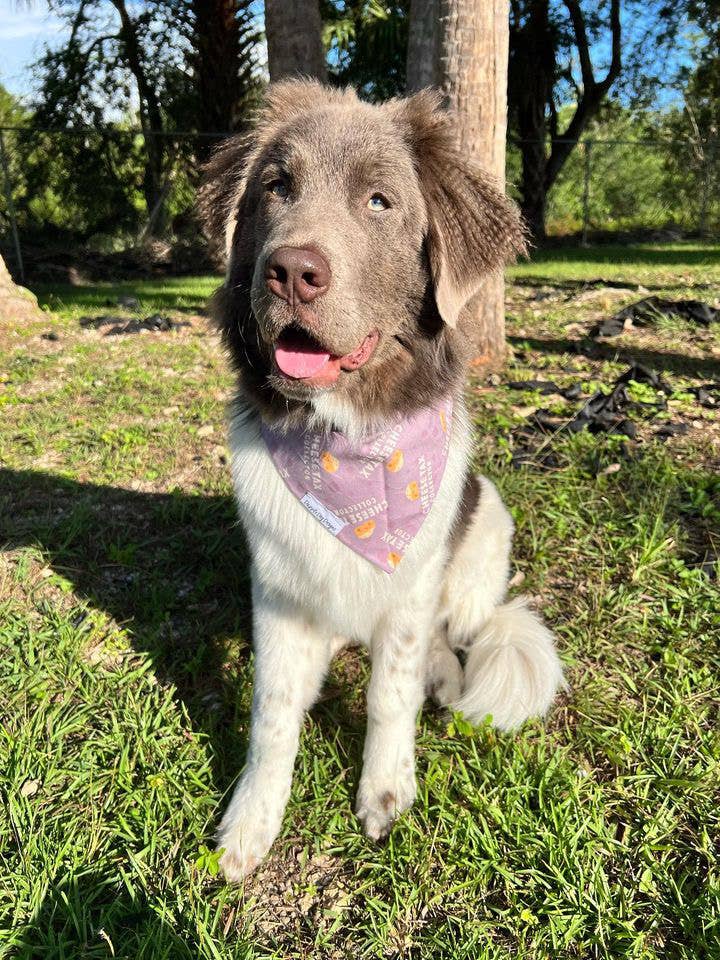 Cheese Tax Collector Bandana - Everyday Dog Over the Collar Bandana - Nifty Decor & More
