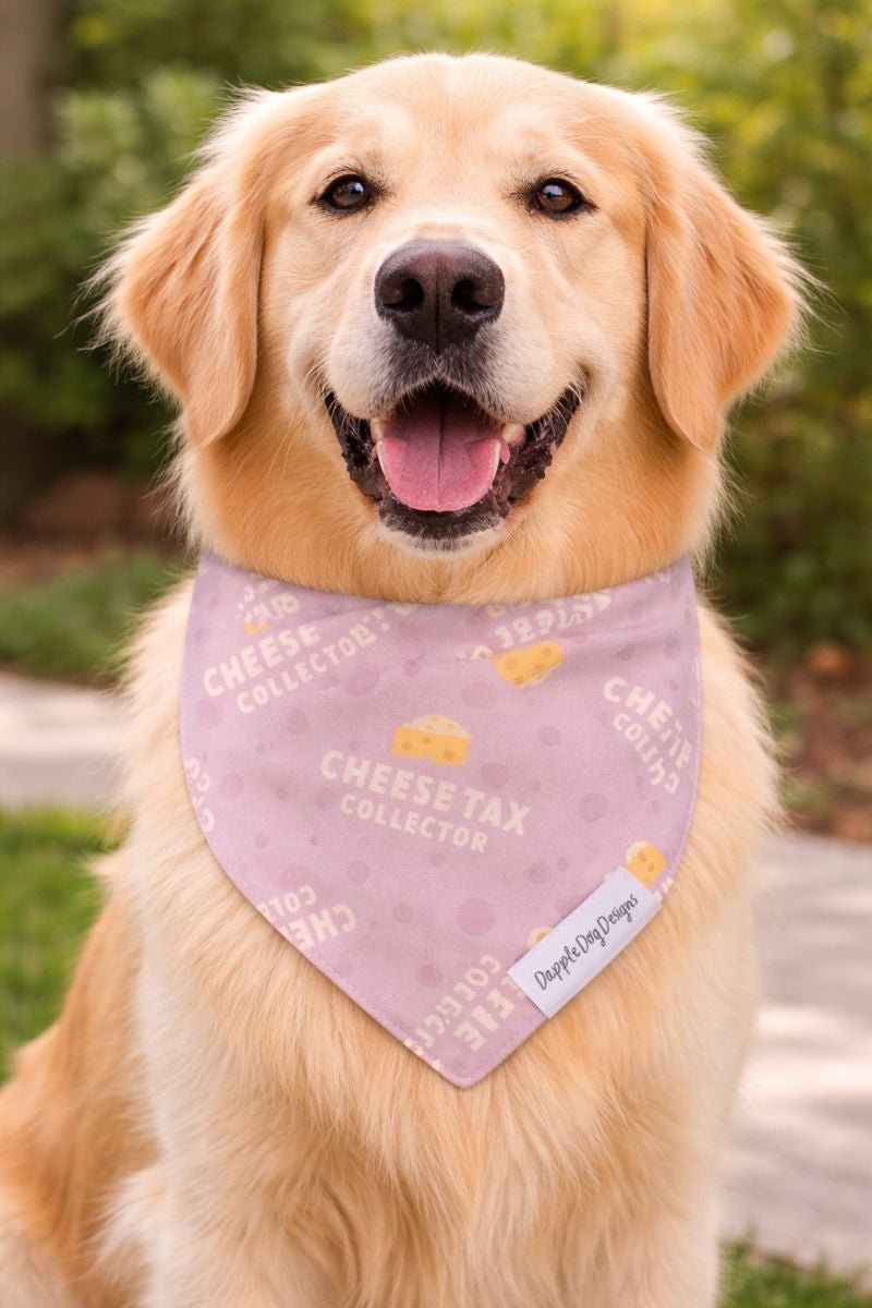 Cheese Tax Collector Bandana - Everyday Dog Over the Collar Bandana - Nifty Decor & More