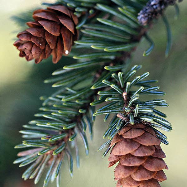 Fresh Balsam Fir Candle - Nifty Decor & More