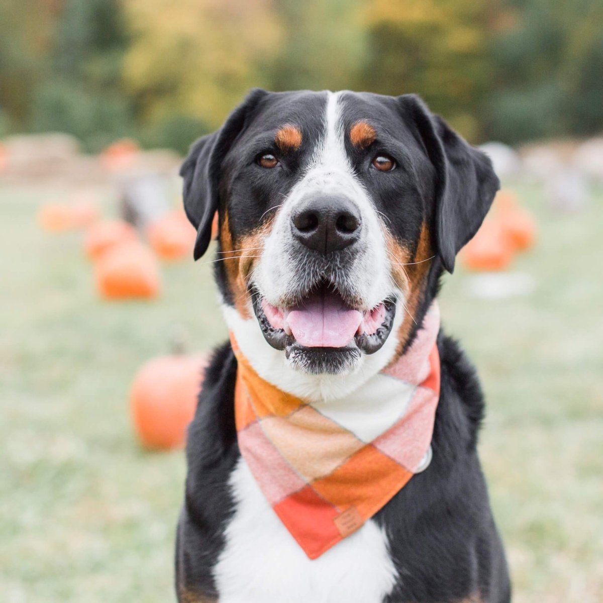 Pumpkin Spice Flannel Fall Dog Bandana - Nifty Decor & More