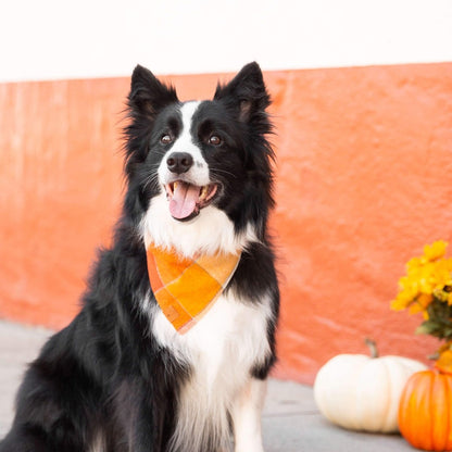 Pumpkin Spice Flannel Fall Dog Bandana - Nifty Decor & More