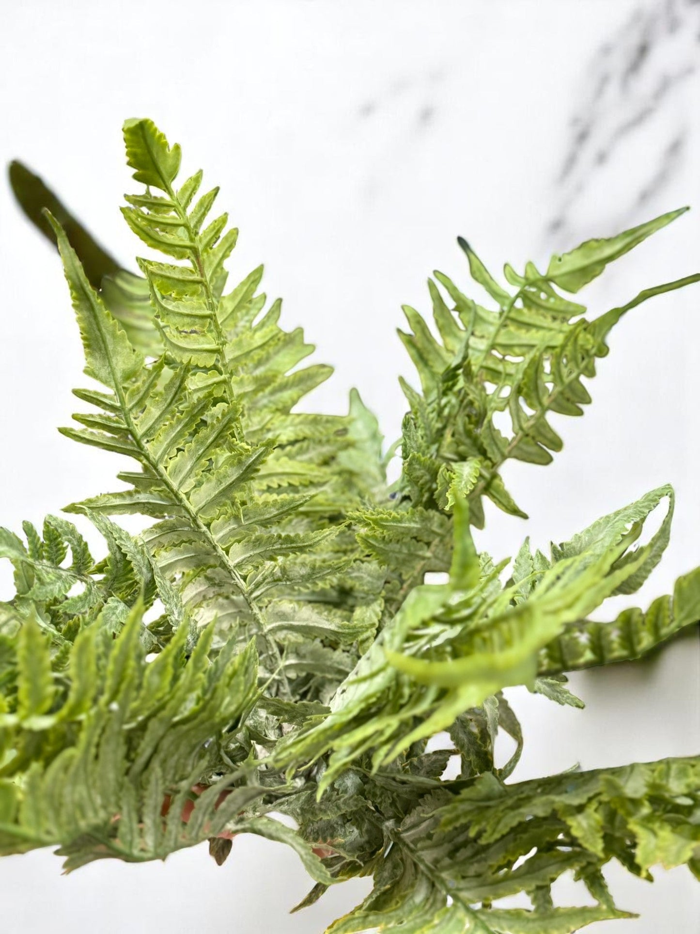 RAZ - 15" Fern Bush - Realistic Artificial Fern Plant, Home Decor, Office Decor, Greenery, Indoor Plants, Floral Arrangement, Housewarming Design 3