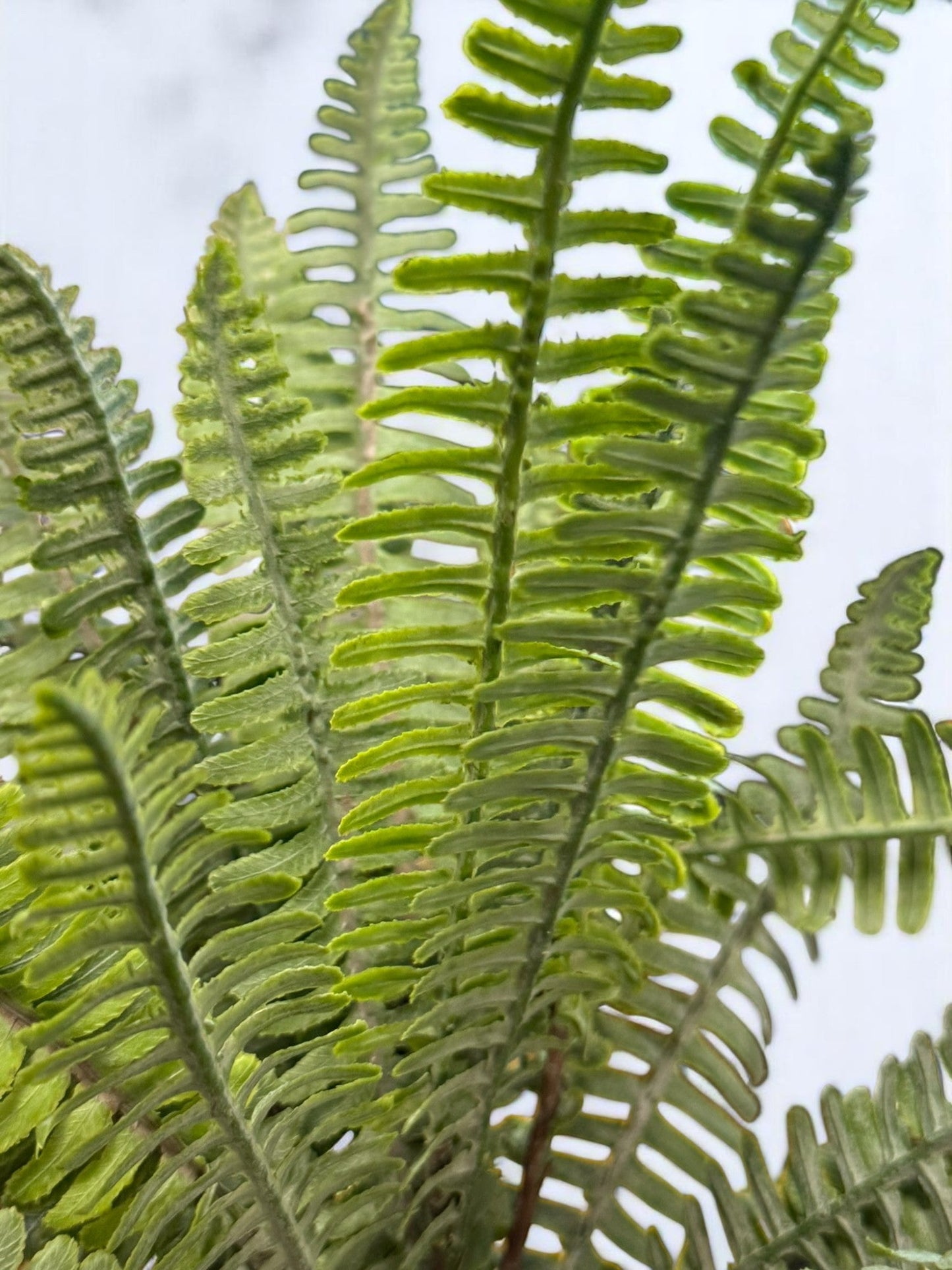 RAZ - 15" Fern Bush - Realistic Artificial Fern Plant, Home Decor, Office Decor, Greenery, Indoor Plants, Floral Arrangement, Housewarming Design 2