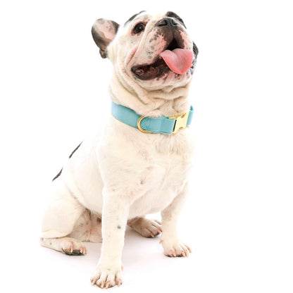 Robin's Egg Blue Velvet Spring Dog Collar - Nifty Decor & More
