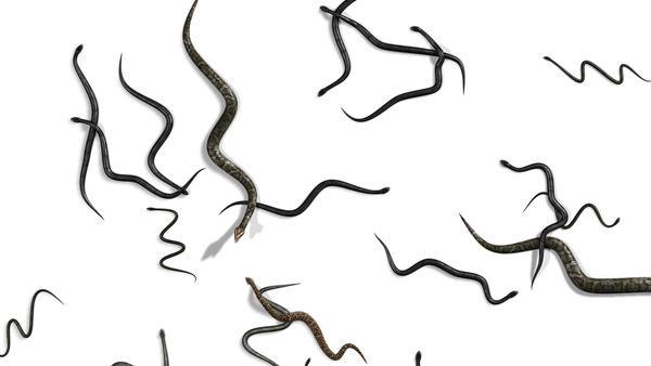 Snakes Scene