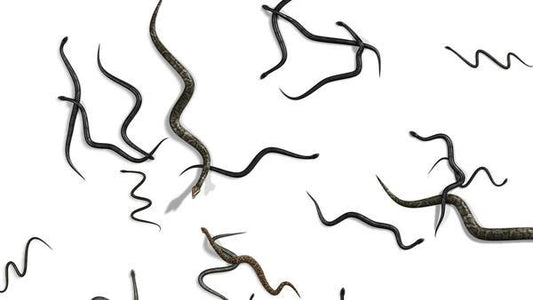 Snakes Scene