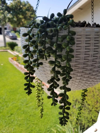 Succulents Soft Touch Faux String of Pearls Plant - Hanging Artificial Succulents for Home Decor & Indoor Garden - Nifty Decor & More