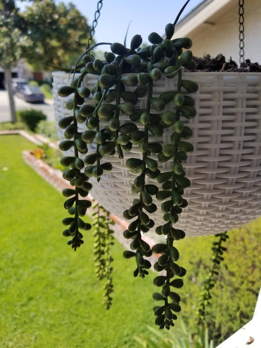 Succulents Soft Touch Faux String of Pearls Plant - Hanging Artificial Succulents for Home Decor & Indoor Garden